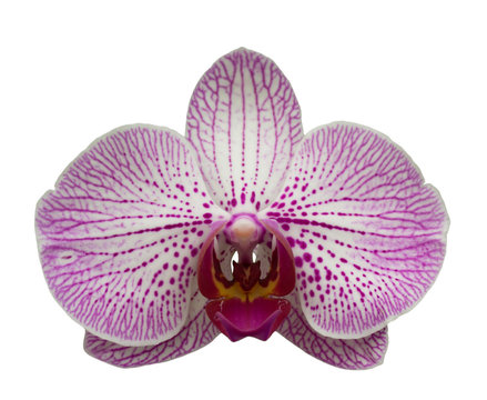 Fototapeta Orchird Flower Isolated on White