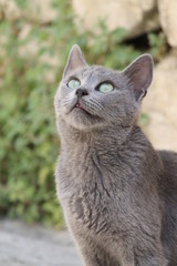 Grey Cat 2