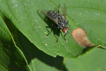 Fliege