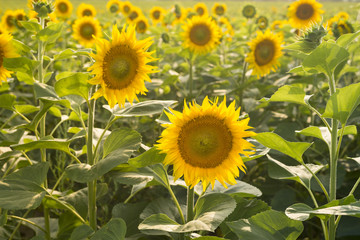 Field of bright yellow sunflowers, summer harvest time