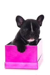 Welpe sitzt in einem rosafarbenen Karton