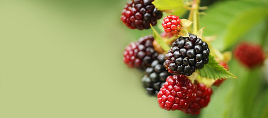 Fresh blackberry (Rubus fruticosus) on a branch in the garden. Add healthy and tasty fruit to your diet. Dietary and vegetarian product. Selective focus, copy space, side view. Banner.