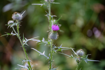 Distel