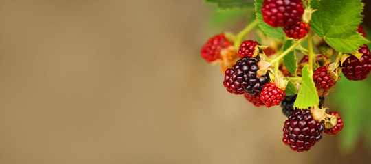 Fresh blackberry (Rubus fruticosus) on a branch in the garden. Add healthy and tasty fruit to your...