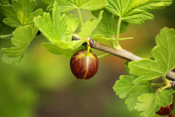 Obraz premium Fresh gooseberry (Latin Ríbes úva-críspa) on a branch in the garden. Add healthy and tasty fruit to your diet. Dietary and vegetarian product. Selective focus, copy space, side view.