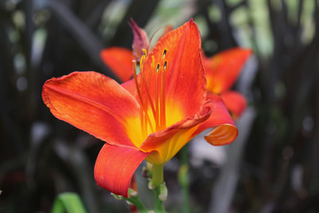 fire flower