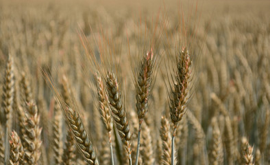 Beautiful field with spikelets of wheat