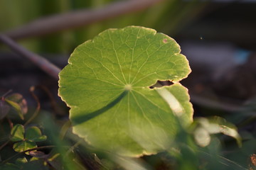 leaf