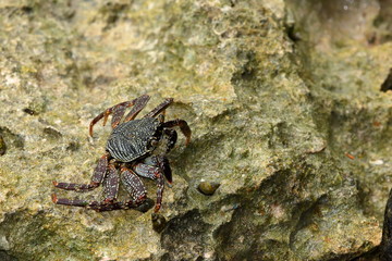 Krebse und Krabben aus Sri Lanka 
