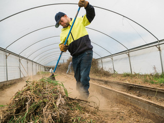 Man Sweeps Weeds in Greenhouse