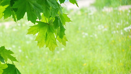 Fototapeta na wymiar fresh young green maple leaves in the Park glow in the sun day blurred background of green