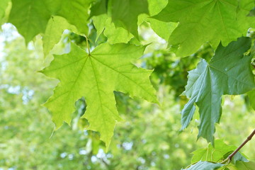 fresh young green maple leaves in the Park glow in the sun day blurred background of green