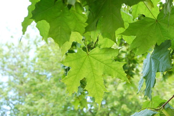 fresh young green maple leaves in the Park glow in the sun day blurred background of green