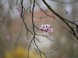 Blüte am Baum