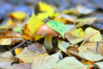 Autumn morning background with an eatable wild mushroom and yellow leafs