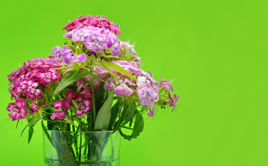 branches of beautiful pink and red carnation on green background.