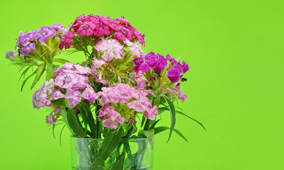 branches of beautiful pink and red carnation on green background.