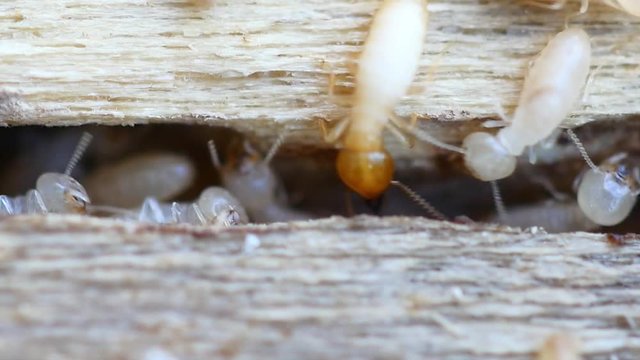 4K Video of Termites