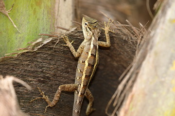 Reptilien aus Sri Lanka