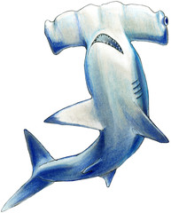 Hammerhead shark. Illustration hand drawn with alcohol markers and color pencils - obrazy, fototapety, plakaty