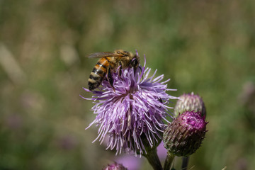 Honey bee on a thistle close up
