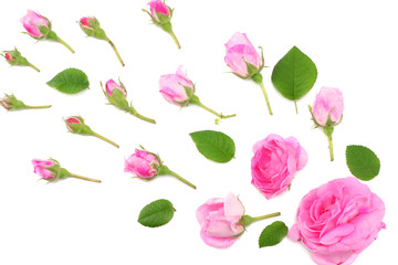 Obraz na płótnie Canvas Pink rose flowers isolated on white background. top view
