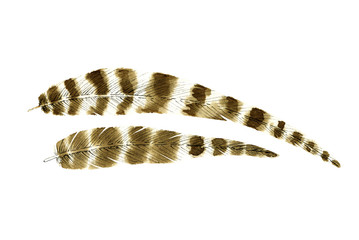 Watercolor feathers illustration