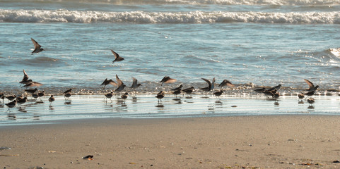 Shore Birds on Coast of Vancouver Island Canada