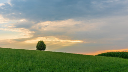 Baum auf der Wiese in der Landschaft bei Sonnenuntergang, Stillleben