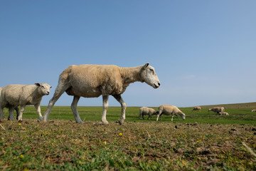 Schafe auf der Weide