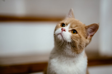 Portrait of molly cat