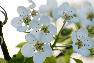 The blossoming branch