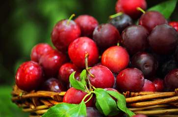 Plum spread or Cherry plum or cherry plum (Latin Prunus cerasífera), a good harvest. Harvest. Selective focus, side view, space for copy.