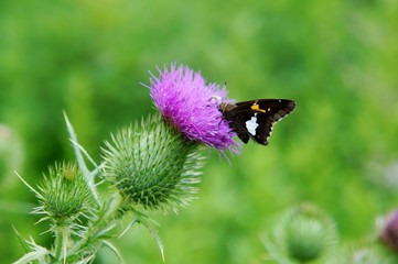 Butterfly feeding on bull thistle
