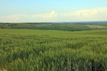 Fototapeta premium Grain crops up to the horizon - green wheat 