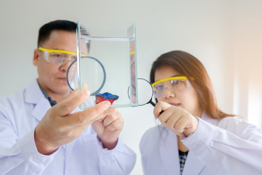 Male Doctor Holding Fish Tank And Female Doctor Looking Siamese Fighting Fish Through Magnifying Glass For Treat Fish. Concept Image Health Pet.