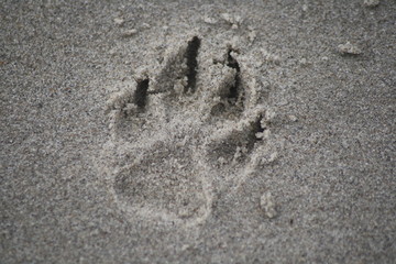 Fussabdruck von einem Hund am Strand