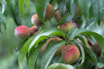 Ripe peaches hanging on the tree, beautiful and useful fruits, harvest