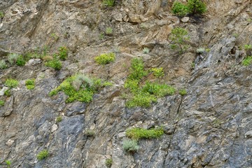 cliff overgrown with green plants