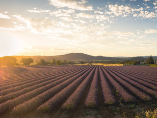 Lavender fields, Valensole, Provence, France