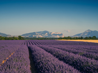 Fototapeta na wymiar Lavender fields, Valensole, Provence, France