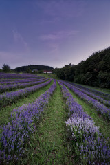 Fototapeta na wymiar Styrian lavender field
