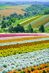 北海道の花畑