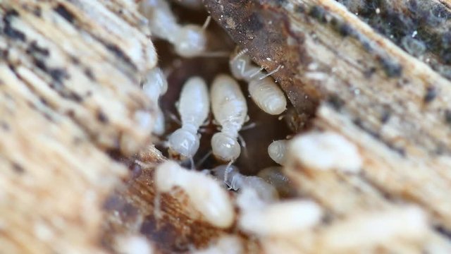 4K Video of Termites