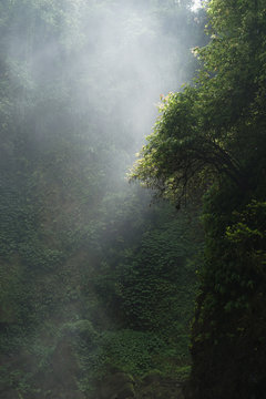 Green Jungle Forest Background