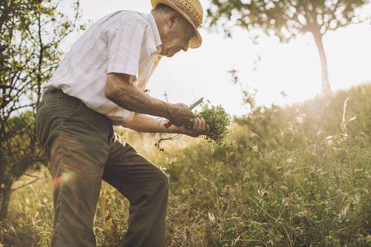 Man collecting oregano