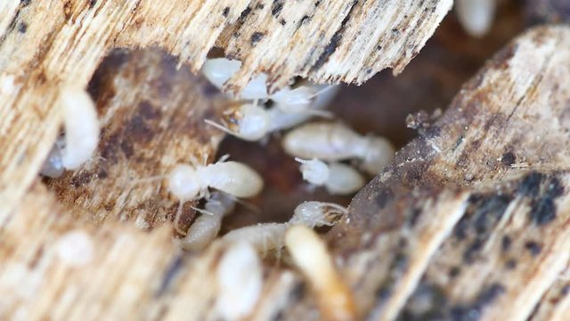 4K Video of Termites