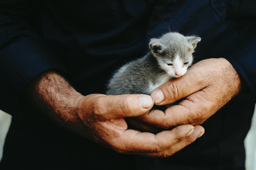 Tiny kitten in huge hands