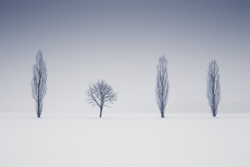Differently shaped trees, winter alley - 215884036