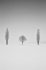 Differently shaped trees, winter alley - 215884037